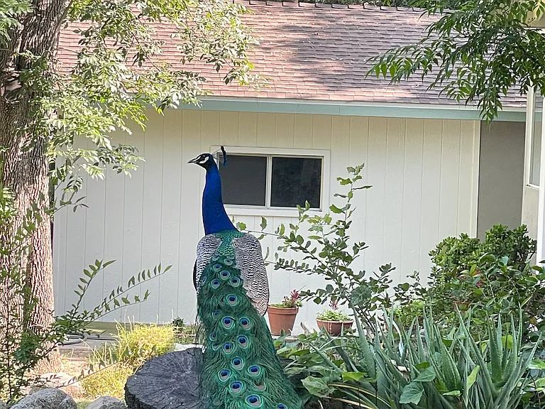 1815 Oak View Ln — Photo 20