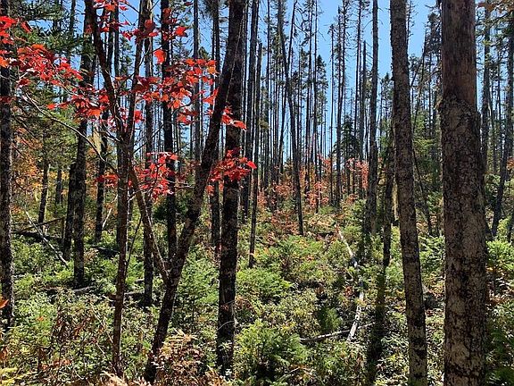 3rd image of Pleasant River Preserve Lot 5