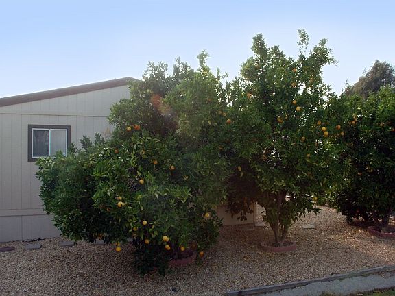 Matured Orange Trees