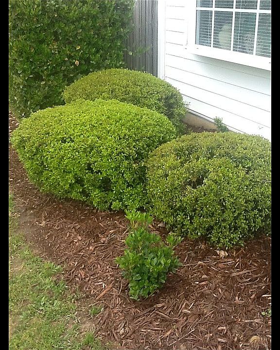 Beautifully Landscaped Trees
