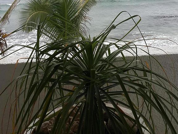3rd image of 301 Granada Del Mar