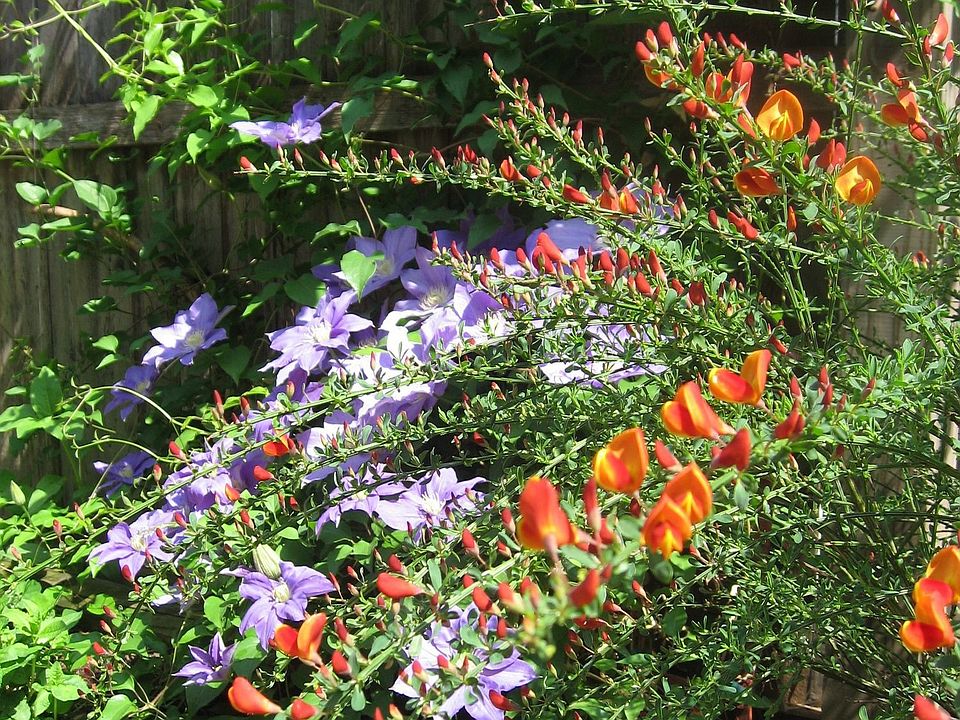 Rear garden (summer)