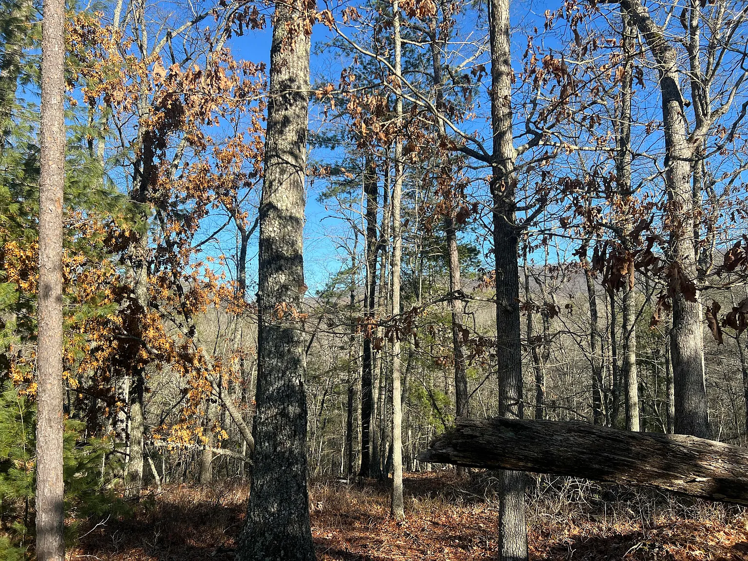 45 Black Diamond Dr photo 1