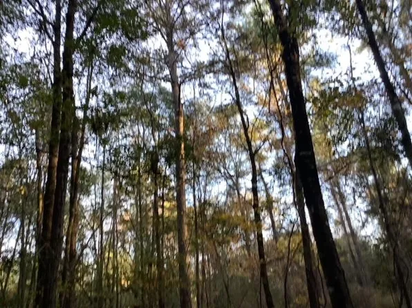 0 County Road 43, Brooklyn, AL 36429