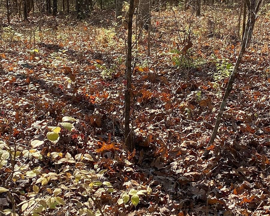 2nd image of 1 Cox Rd