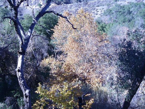 5th image of 19000 Placerita Canyon