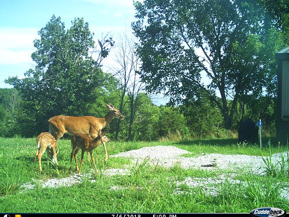 We see deer every visit
