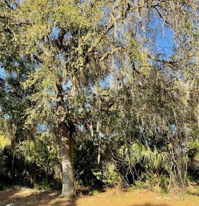 Osteen Maytown Rd #4, Osteen, FL, 32764