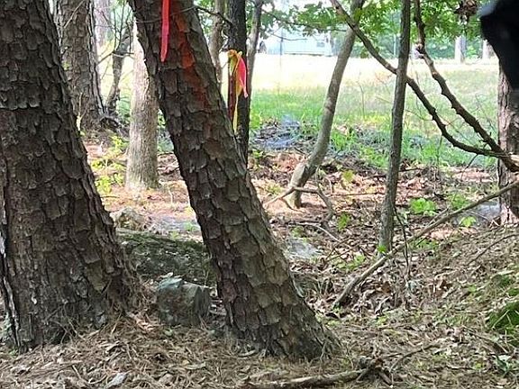 5th image of Sweetgum Ln