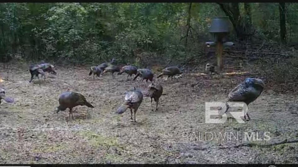 2nd image of 0 Dixie Rd