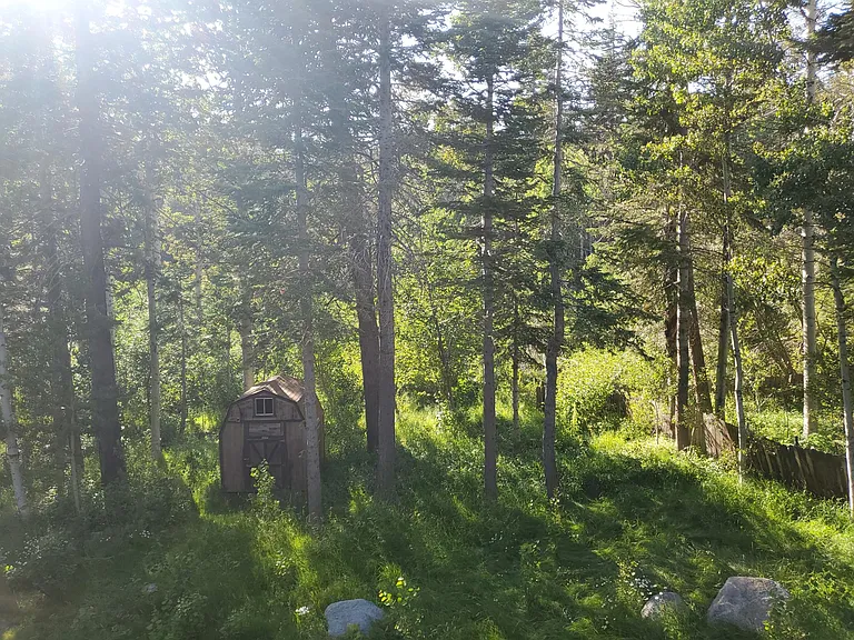 Backyard adjacent to national forest with private path to park