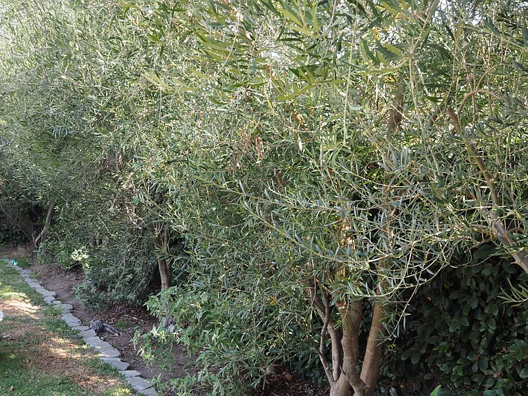 Beautifully landscaped back yard with lemon, olive and fig trees