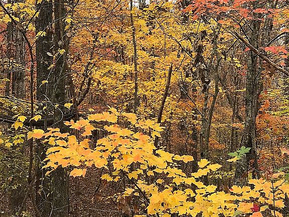 5th image of 115 Trillium Ct