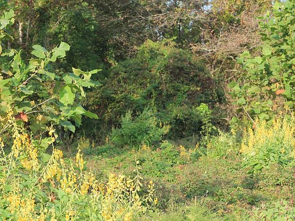 Fall Foliage