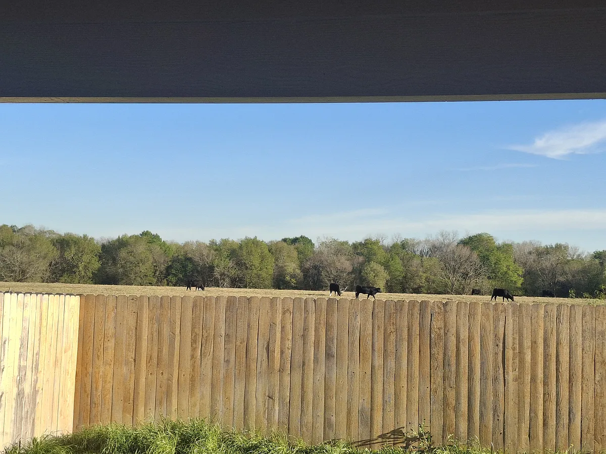 Cows grazing from backyard view. - 1864 Taggart Trl