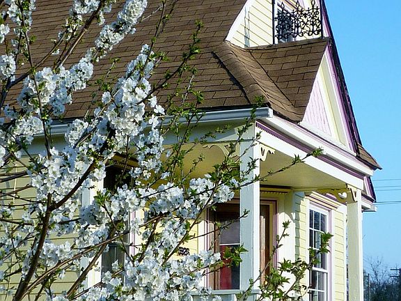 Cherry tree blossoms