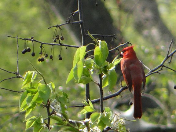 River Cardinal's 