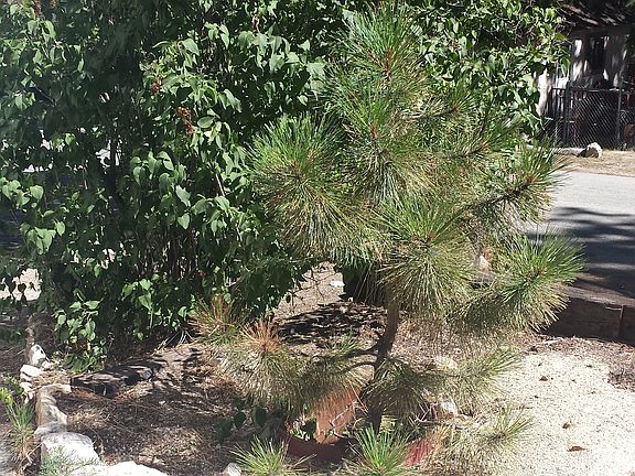 Planter-Lilacs and Pine Tree
