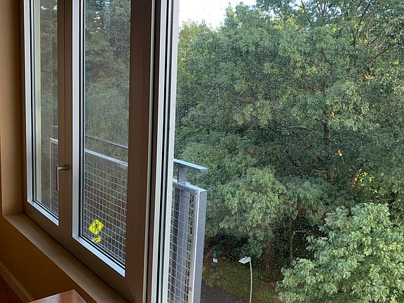 woodland view