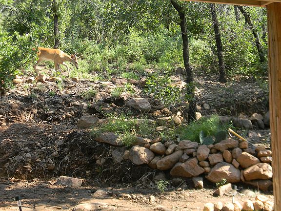 Back yard mountain wildlife