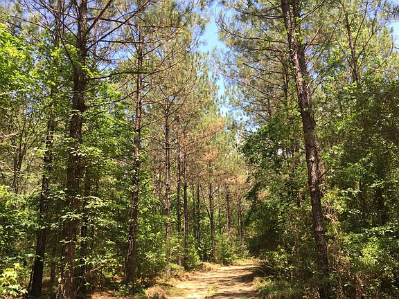 Road system in pine stand
