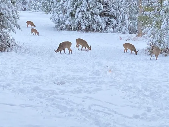 15823 Long Rapids Rd, Lachine, MI 49753