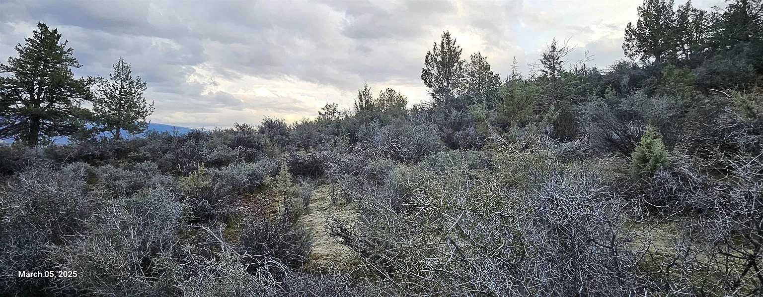 Lots 137 & 138 Tree Ln photo 1