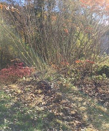5th image of 58 Wharton Dr