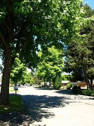 Quiet tree lined street
