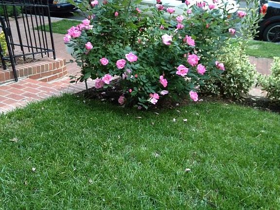 Lawn on patio