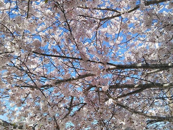 Yoshino Cherry Tree