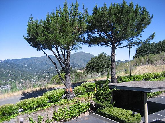 Mt Tam over parking area
