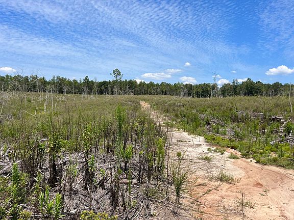 Good site prep creates an ideal environment for establishing seedlings and provides tons of food for wildlife.