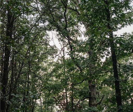 3rd image of 233 Desha Dr