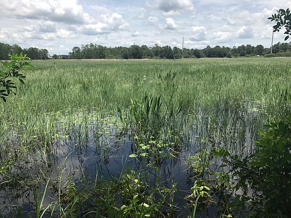 Wetlands preserve backyard