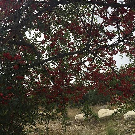 Fall trees on property