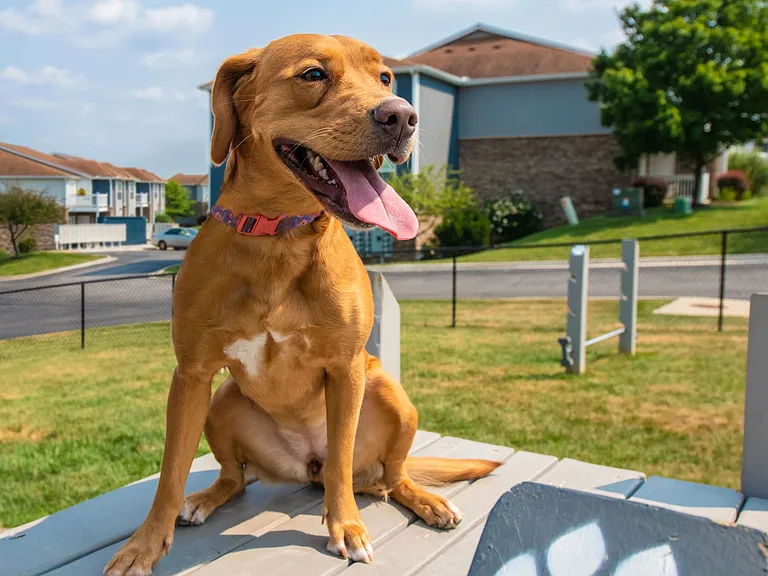 Embrace pet-friendly living in Shawnee, Kansas, ensuring your four-legged companions feel at home and cherished within our community.