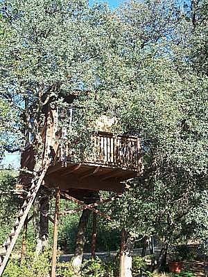 Tree House for the kids