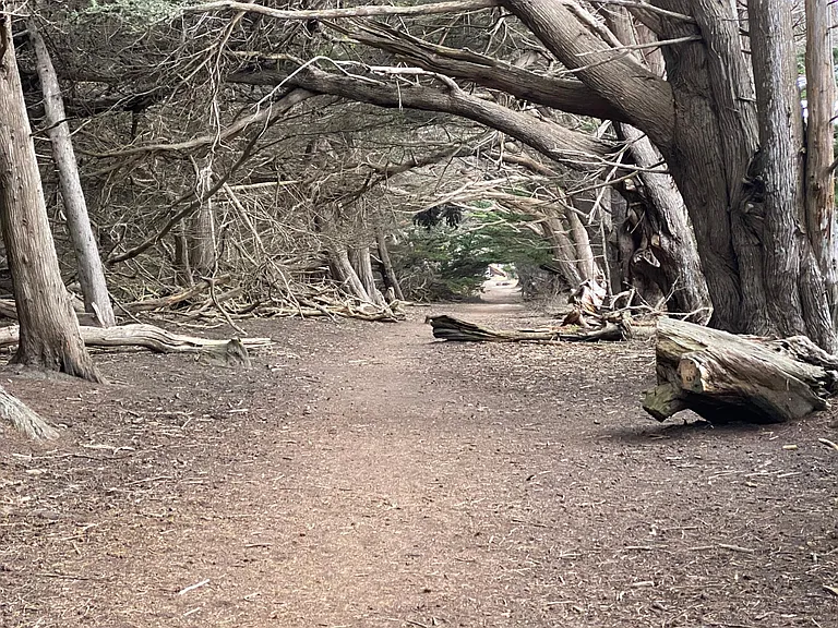 Cypress Grove