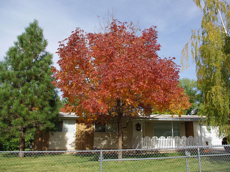 1st image of 1125 E Diamond Way