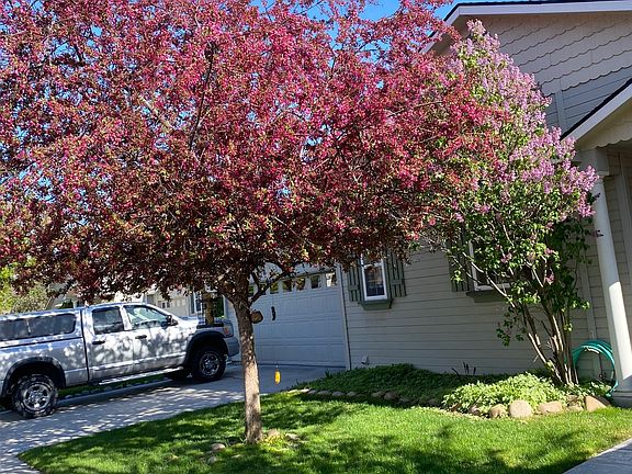 Crabapple tree, lilac bush, and tulips are in full floral in spring.