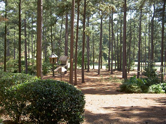 View of the backyard 