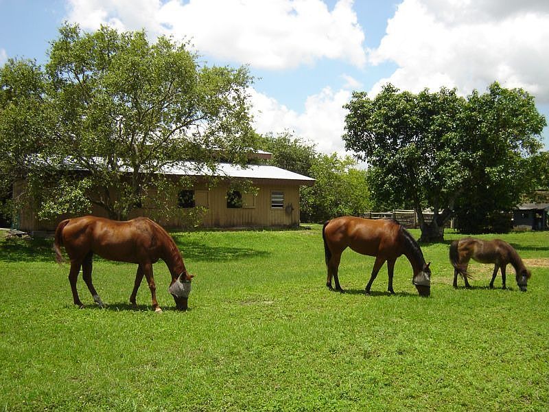 Horses and Barn