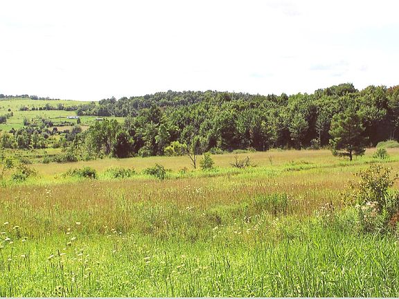 back meadows