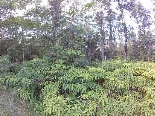 3rd image of Lehua Dr Lot 404