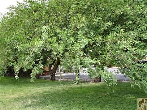 Two Desert Willows separating the residence lawn from the Spa parking lot.