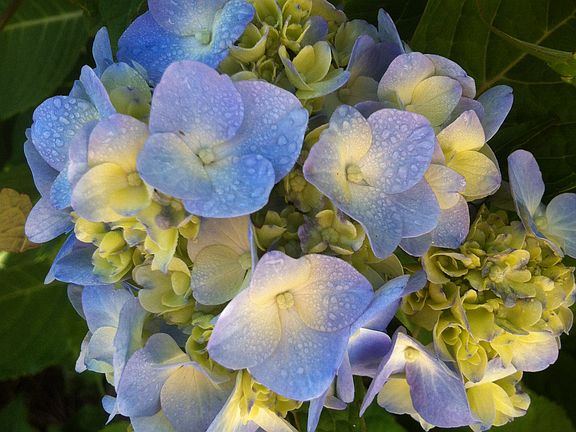 Lush blooms all around front