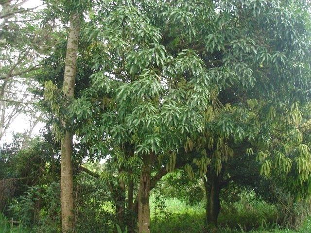 1st image of Makuu Dr Lot 582