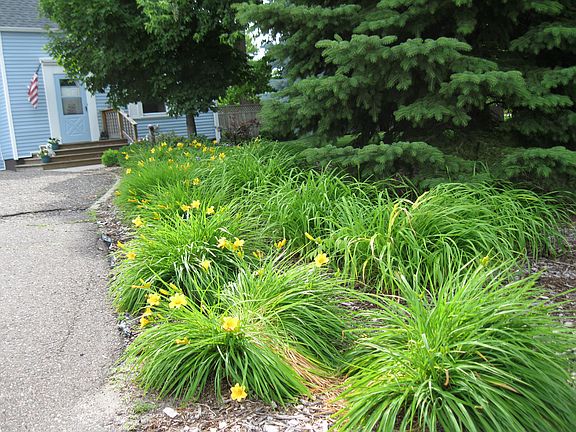 perennial garden along drive