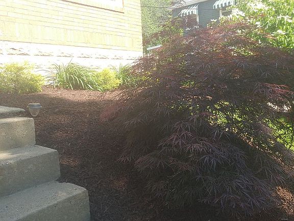 Japanese Maple